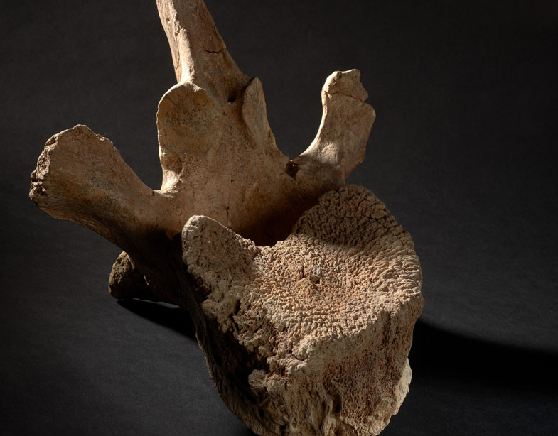 Mammuthus Meridionalis omurga fosili.